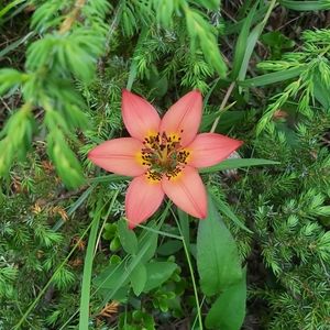 Meet your Posher, Lillian